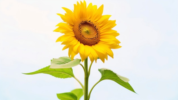 Hermoso girasol en estudio