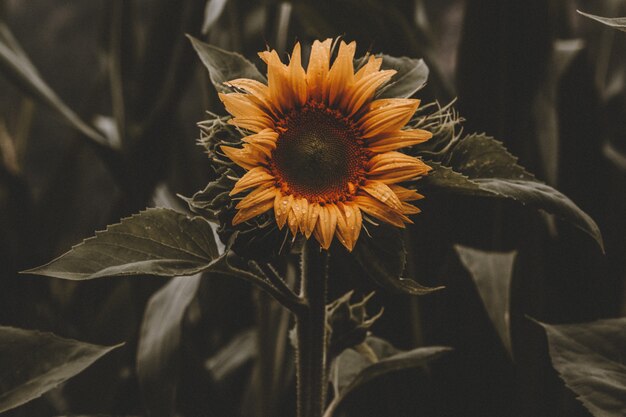 Hermoso girasol en flor