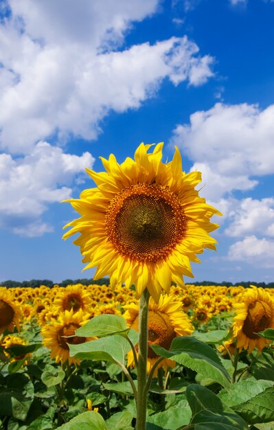 hermoso girasol con hojas verdes