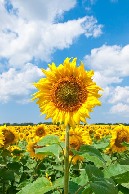 hermoso girasol con hojas verdes