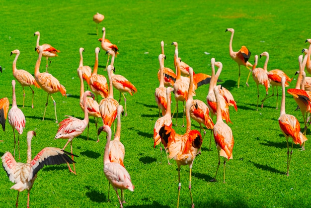 Hermoso gran grupo de flamencos caminando sobre el césped en el parque