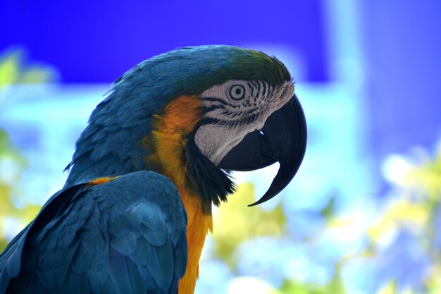 Hermoso guacamayo neotropical azul y dorado con pico ganchudo