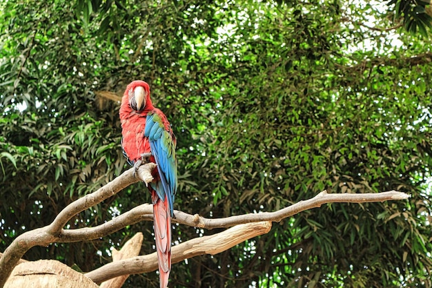 Foto gratuita hermoso guacamayo rojo elegante posado en la rama de un árbol en el zoológico