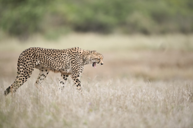 Hermoso guepardo caminando por el campo de arbustos con la boca abierta