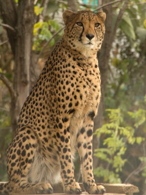 Hermoso guepardo con una mirada enojada durante el día.