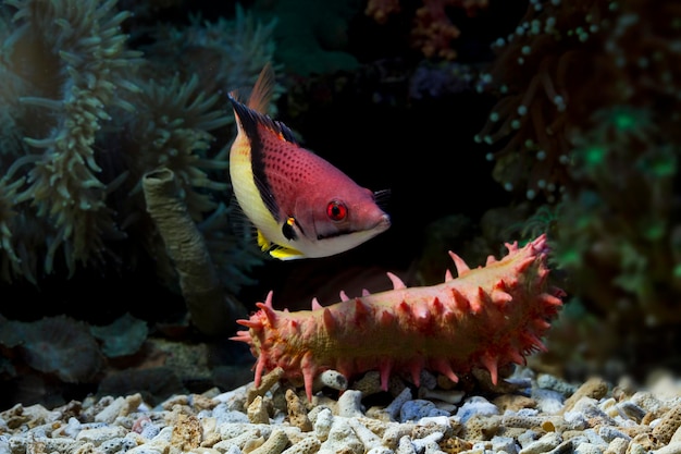 Hermoso hogfish cinturón negro en el fondo del mar y los arrecifes de coral