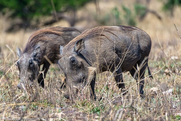 Hermoso de los jabalíes comunes africanos vistos en una llanura cubierta de hierba