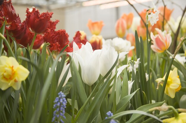 Hermoso jardín con coloridos tulipanes y flores de narciso