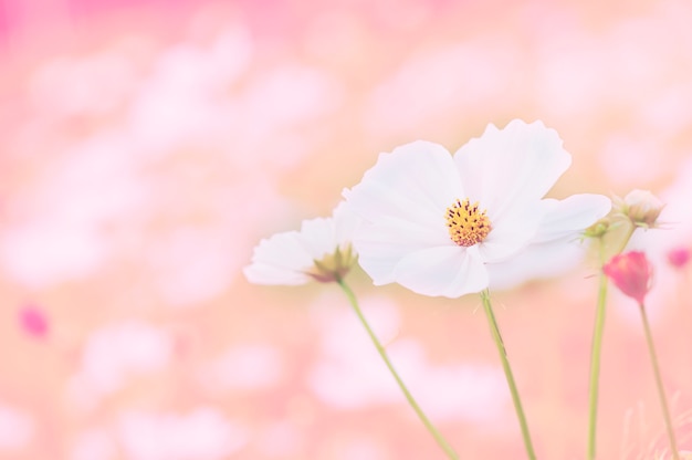 Hermoso jardín de flores cosmos púrpura