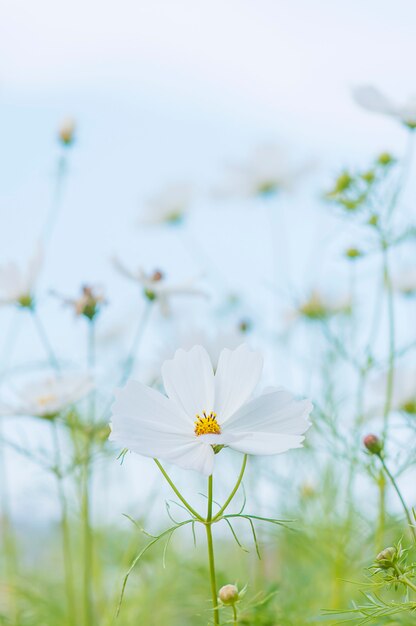 Hermoso jardín de flores cosmos púrpura