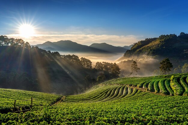 Hermoso jardín de fresas y amanecer en Doi Ang Khang, Chiang Mai, Tailandia.