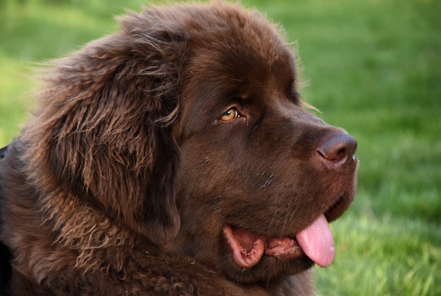 Hermoso joven marrón newfie perro en pasto verde