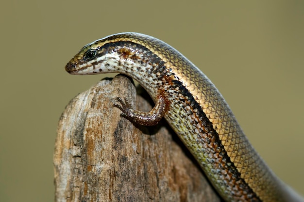 Foto gratuita hermoso lagarto de eslizón de árbol dorado tomando el sol en la madera