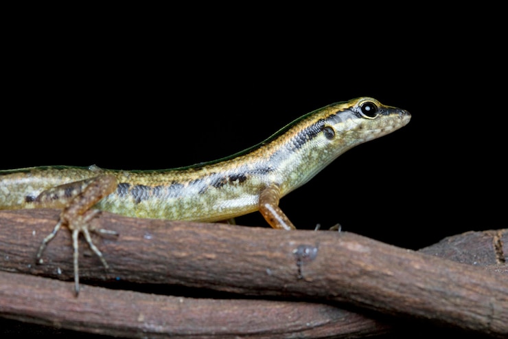 Foto gratuito hermoso lagarto eslizón de árbol stiped oro en rama sobre negro