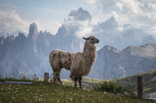 Un hermoso lama con montañas al fondo.