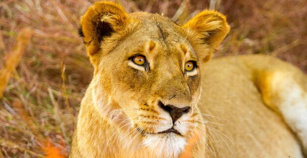 Hermoso león africano tumbado en el pasto largo en Sudáfrica