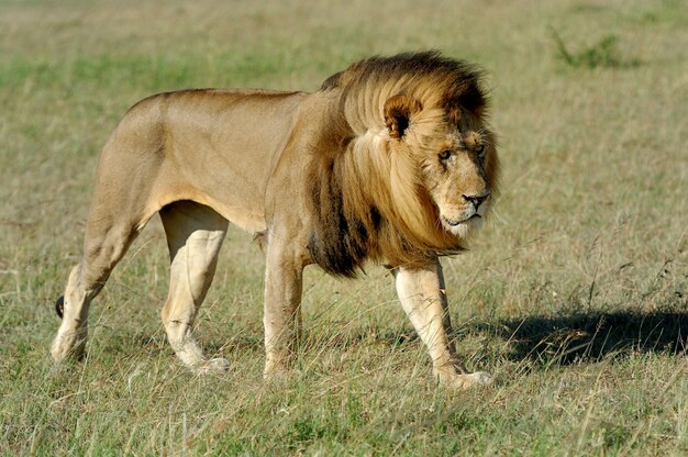 Hermoso León César en la hierba de Masai Mara, Kenia