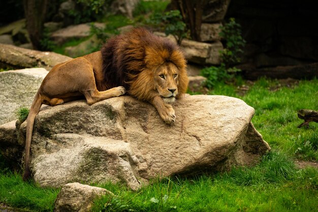 Hermoso león en peligro de extinción en cautiverio Fauna africana detrás de las rejas Panthera leo Gran animal en el hábitat de aspecto natural