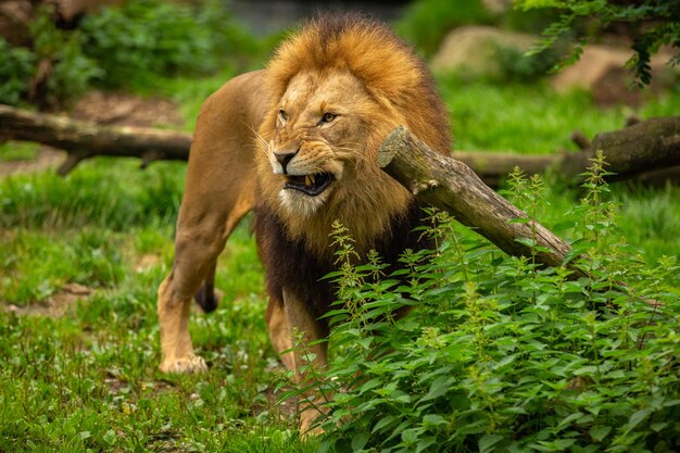 Hermoso león en peligro de extinción en cautiverio Fauna africana detrás de las rejas Panthera leo Gran animal en el hábitat de aspecto natural