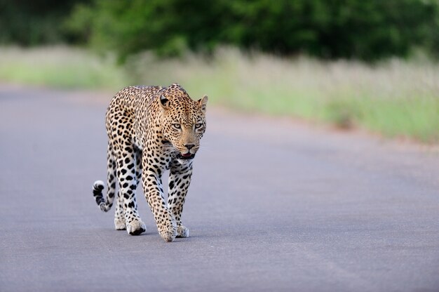 Hermoso leopardo africano caminando por una carretera rodeada de campos de hierba y árboles