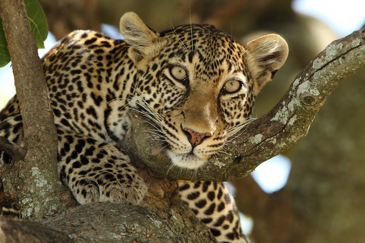 Foto gratuito hermoso leopardo africano en una rama de un árbol