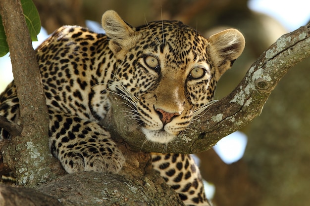 Hermoso leopardo africano en una rama de un árbol