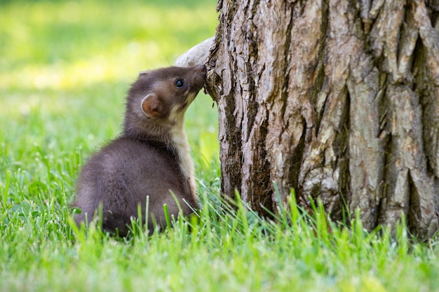 Hermoso lindo beech marten bosque animal Martes foina Stone marten detalle retrato Pequeño depredador con el tronco del árbol cerca del bosque