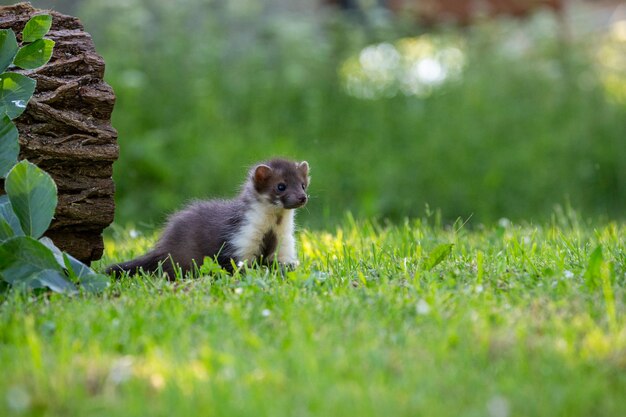 Hermoso lindo beech marten bosque animal Martes foina Stone marten detalle retrato Pequeño depredador con el tronco del árbol cerca del bosque