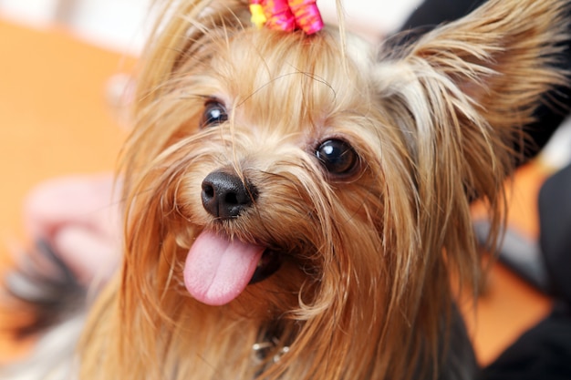 Hermoso y lindo perro york terrier