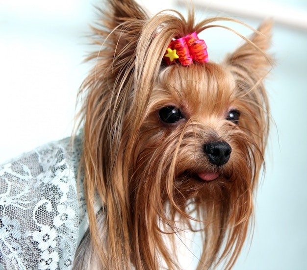 Hermoso y lindo perro york terrier