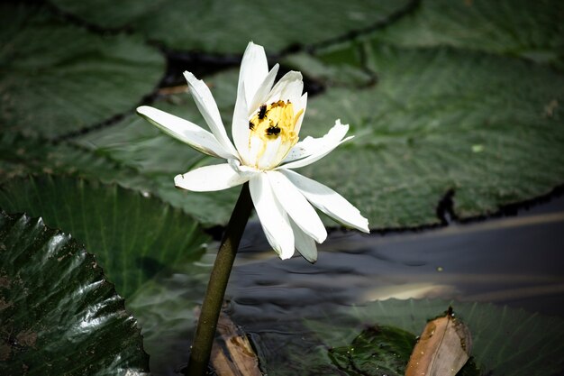 Hermoso lirio de agua floreciente