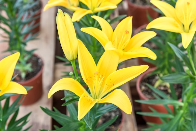 Hermoso lirio amarillo en el jardín