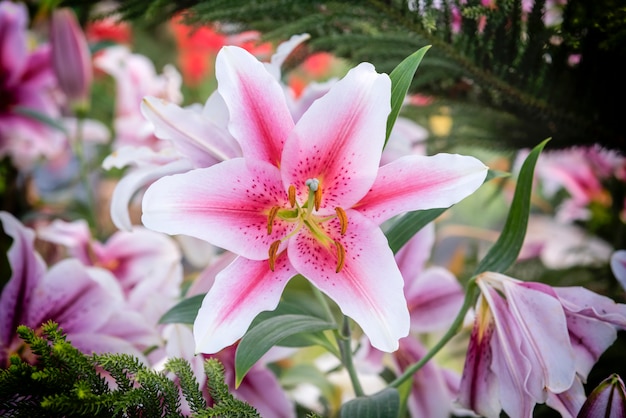 Hermoso lirio rosa en el jardín