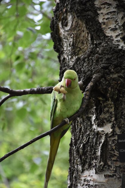 Hermoso loro verde comiendo un maní mientras está encaramado en un árbol