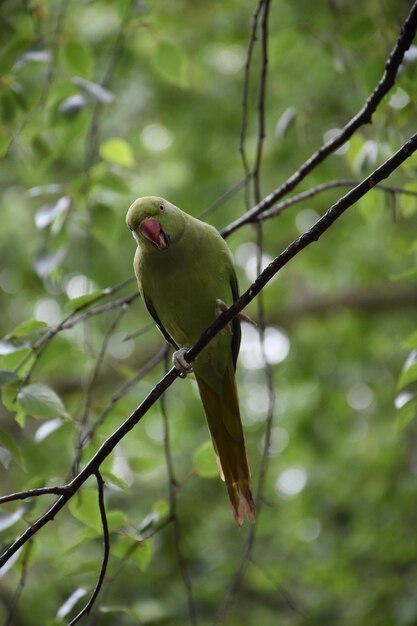 Hermoso loro verde pequeño posado en una rama delgada en un árbol