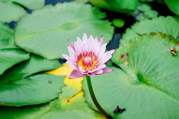 hermoso loto en la piscina