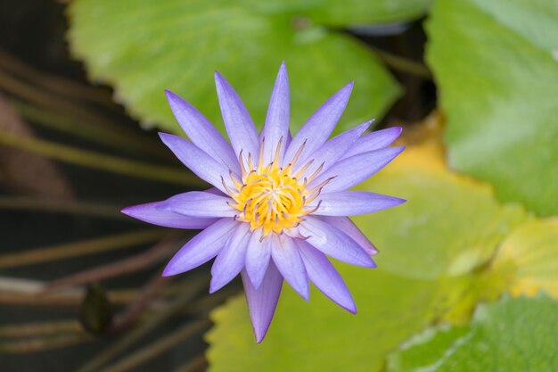 hermoso loto púrpura en la piscina