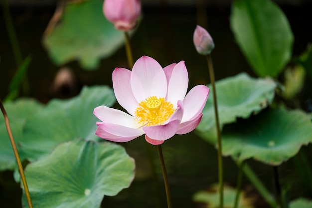 Hermoso loto rosa