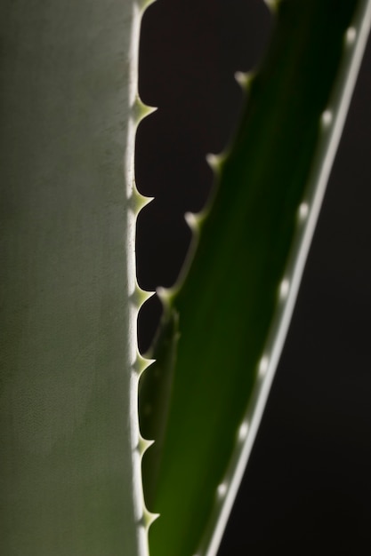 Hermoso macro aloe vera