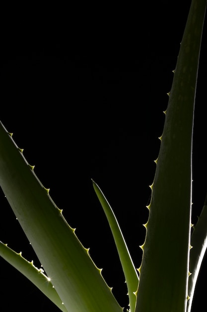 Hermoso macro aloe vera