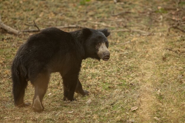 Hermoso y muy raro oso perezoso en el hábitat natural de la India