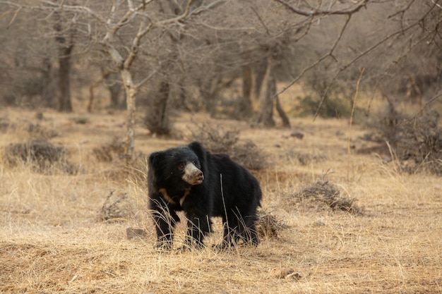 Hermoso y muy raro oso perezoso en el hábitat natural de la India