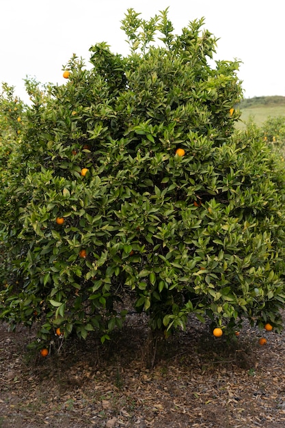 Foto gratuita hermoso naranjo con frutos maduros