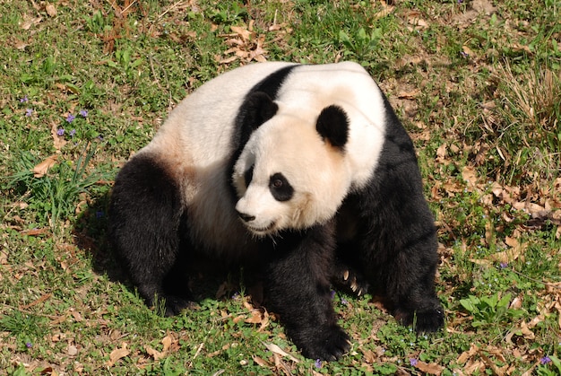 Foto gratuita hermoso oso panda gigante sentado.