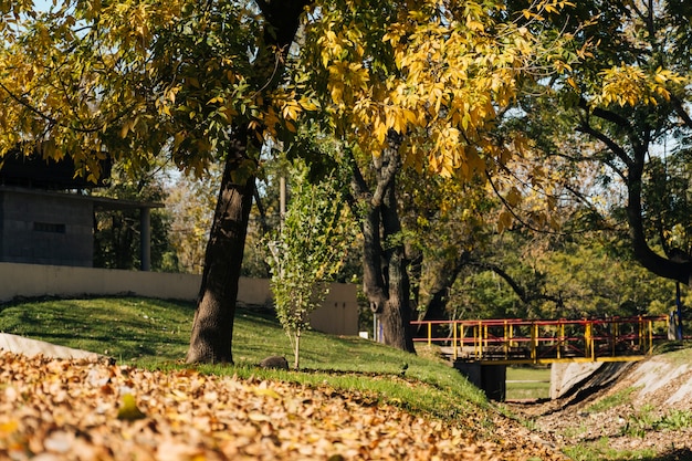 Hermoso otoño en el paisaje del parque