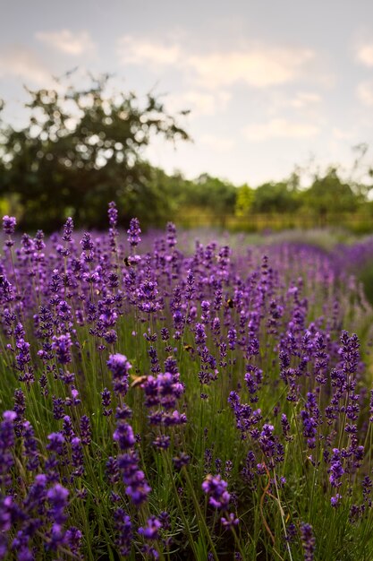 Hermoso paisaje de alto ángulo con lavanda