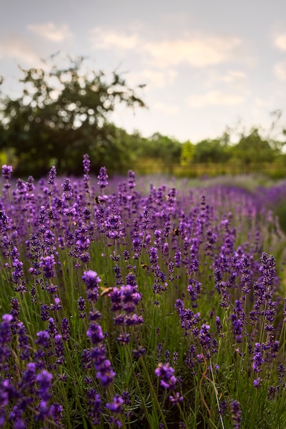 Hermoso paisaje de alto ángulo con lavanda