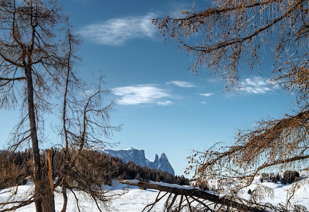 Hermoso paisaje de altos acantilados rocosos y árboles cubiertos de nieve en los Dolomitas