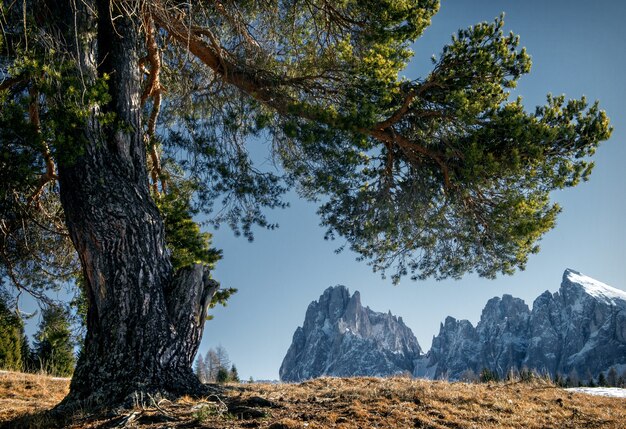 Hermoso paisaje de altos acantilados rocosos y árboles cubiertos de nieve en los Dolomitas