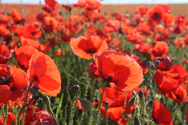 Hermoso paisaje con amapolas rojas.